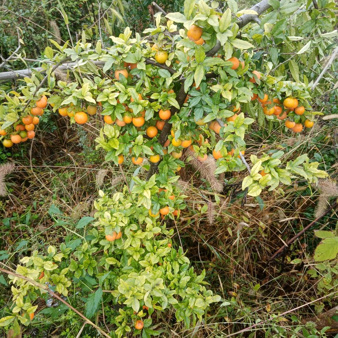 苹果派