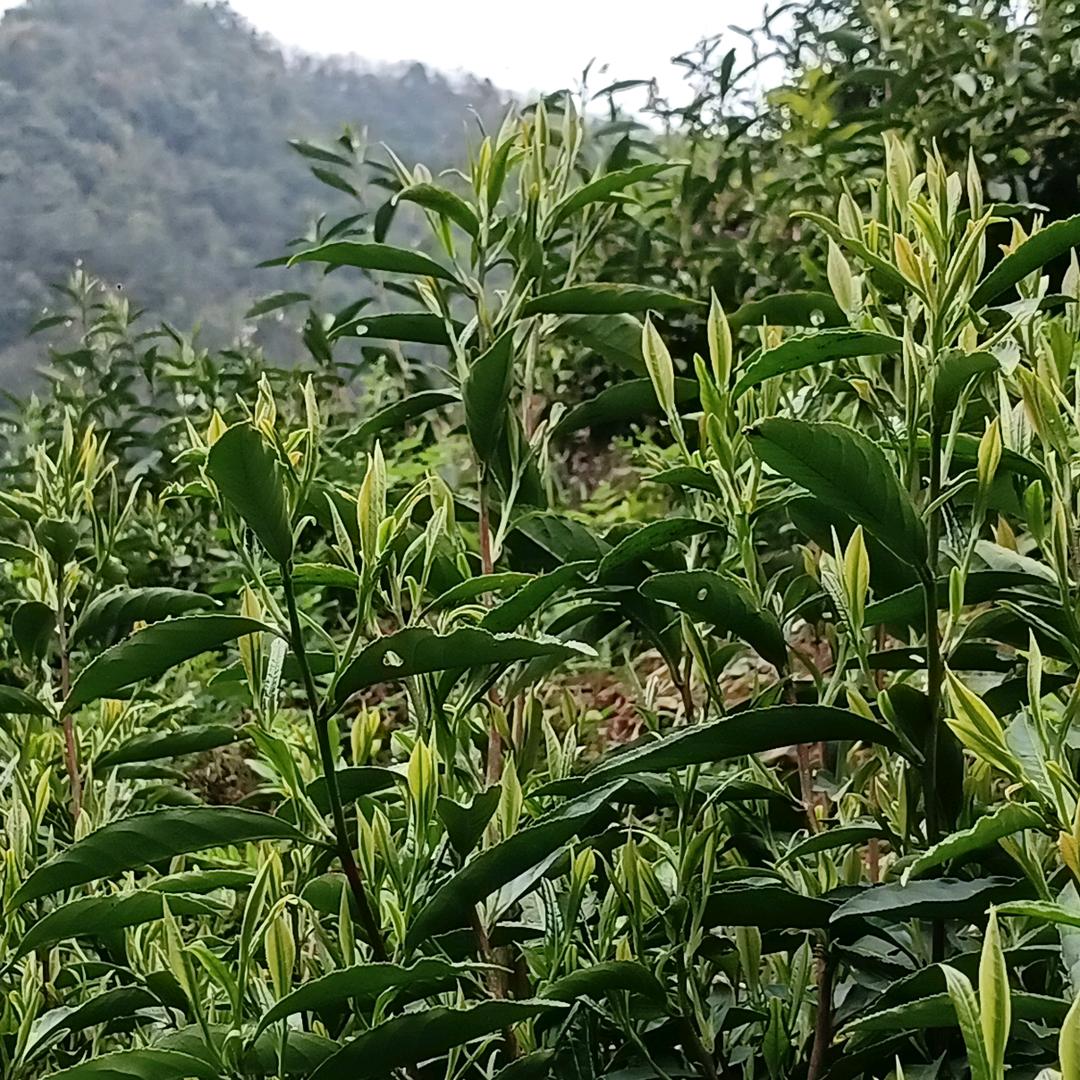 保靖黄金茶宏映茶业