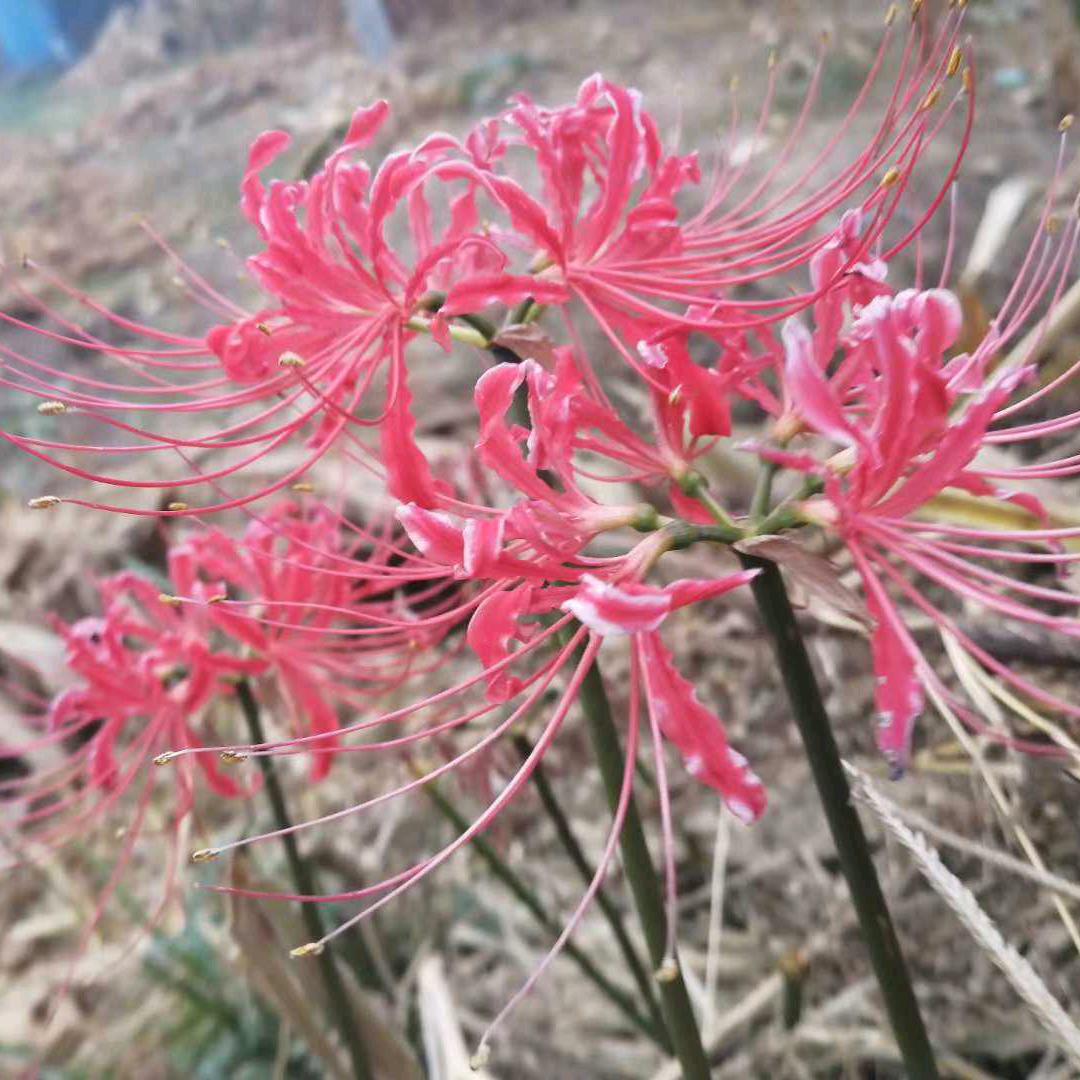 你是我的至爱《巨绝私聊》