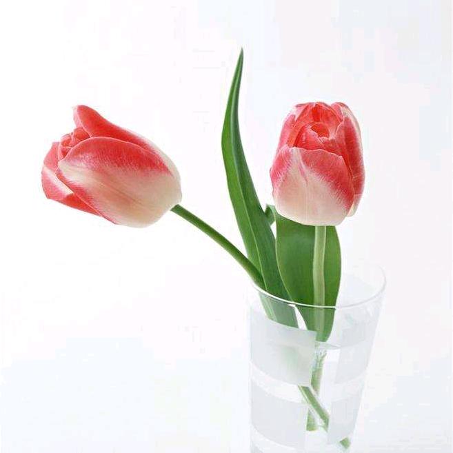 孤芳自赏