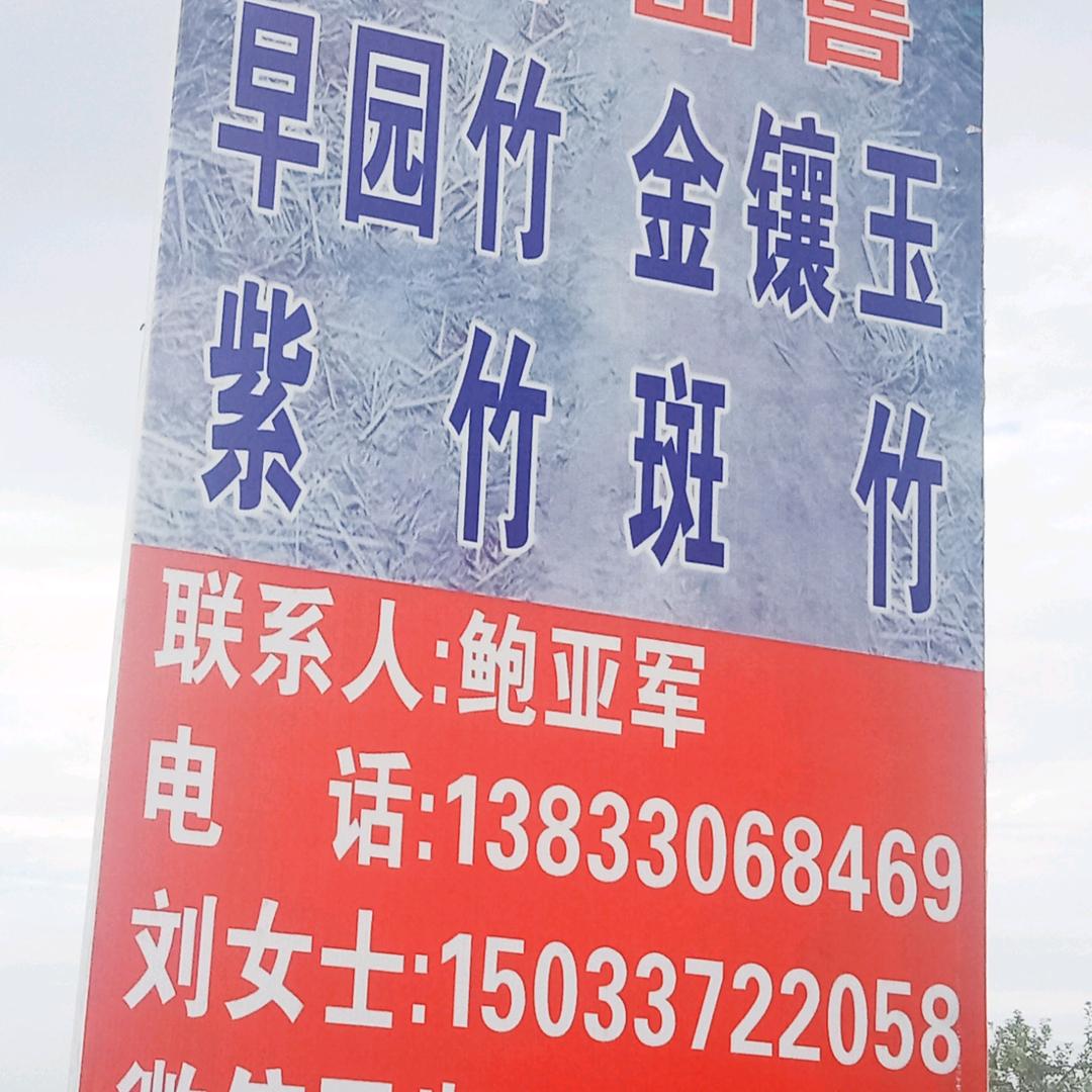 定州早园竹出售