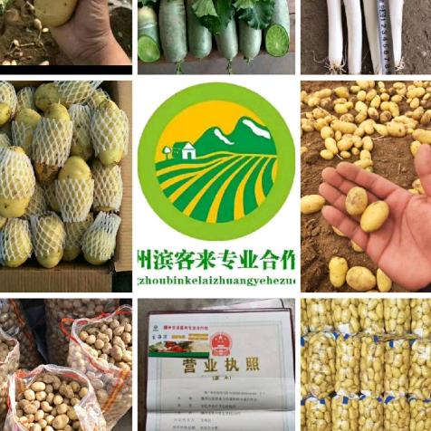 滕州土豆哥