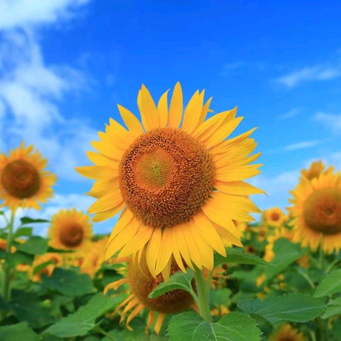 橙子姑娘🌻🌻