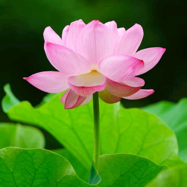 小苹果