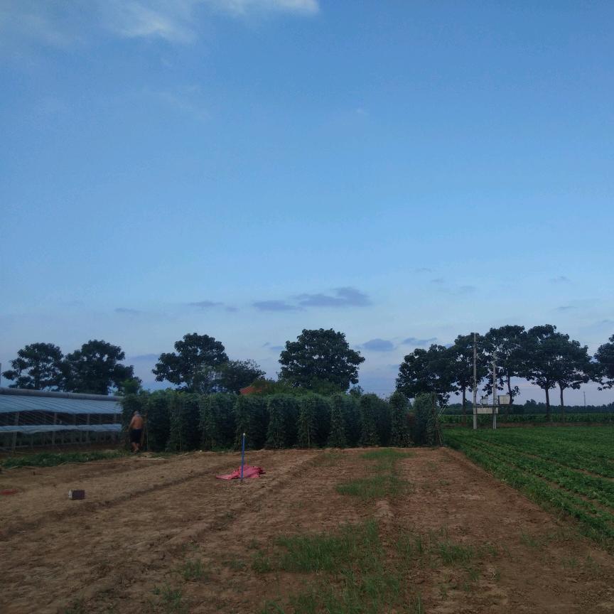 清茶与茶酒