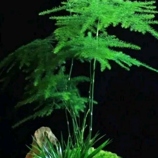 祝你如意祝你平安