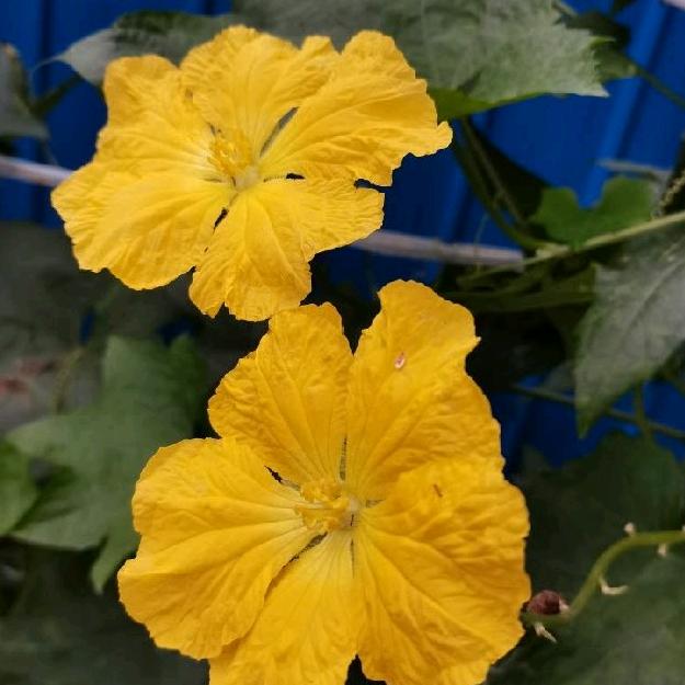 吉祥如意✺◟(∗❛ัᴗ❛ั∗)◞✺