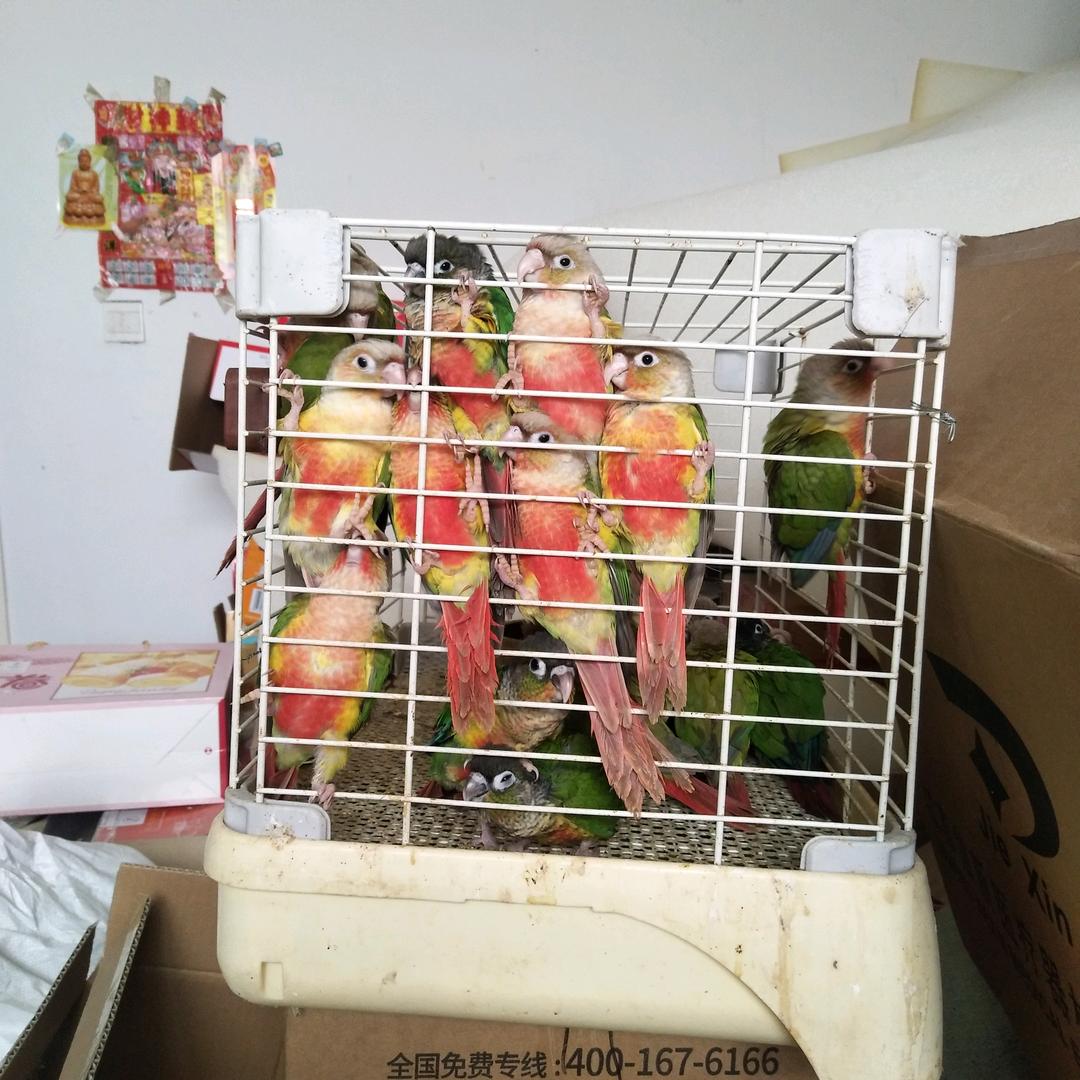 诚信手养鹦鹉，批发 ，零售。