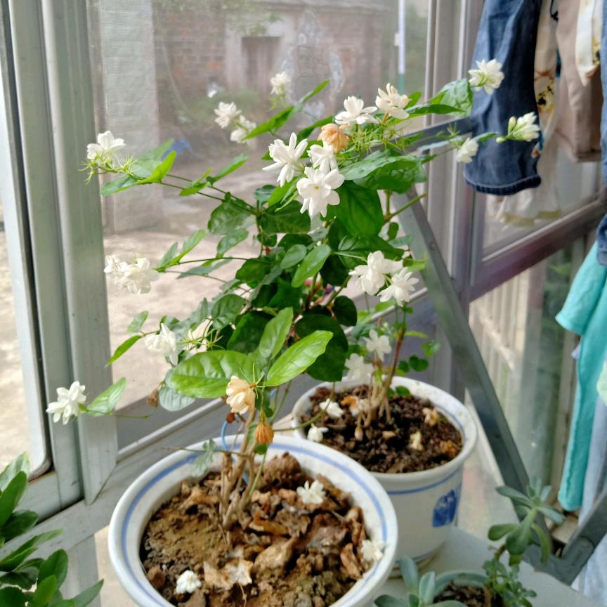 芸星乐