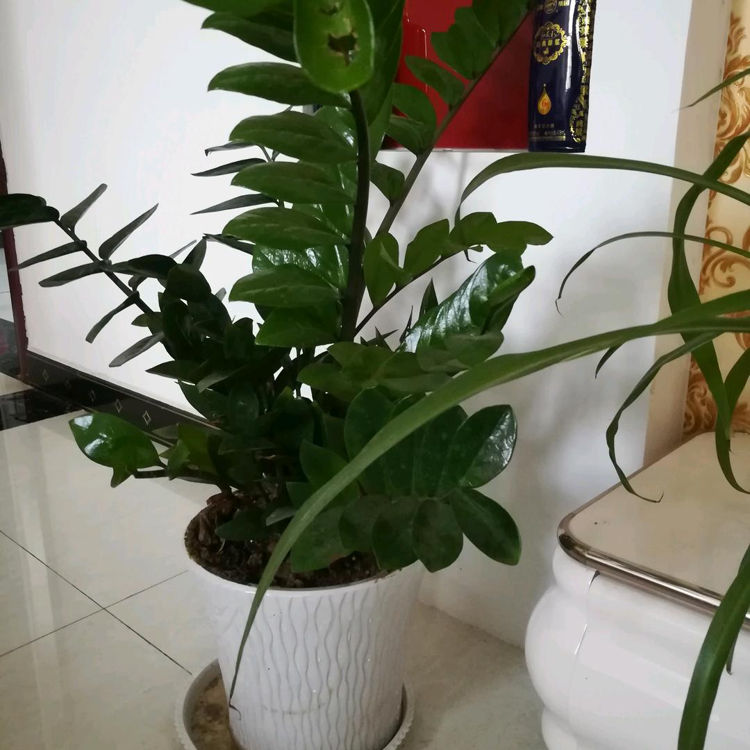 淡雅