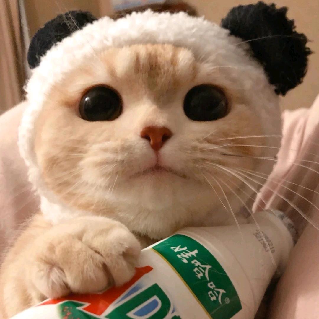 噗哈鹅鹅鹅