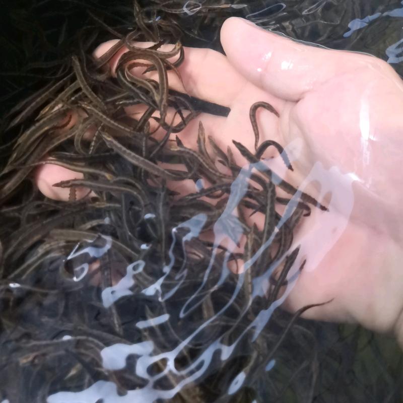 龙腾刺鳅苗繁殖