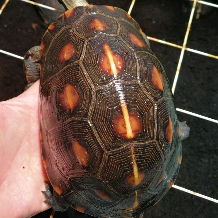 种道人