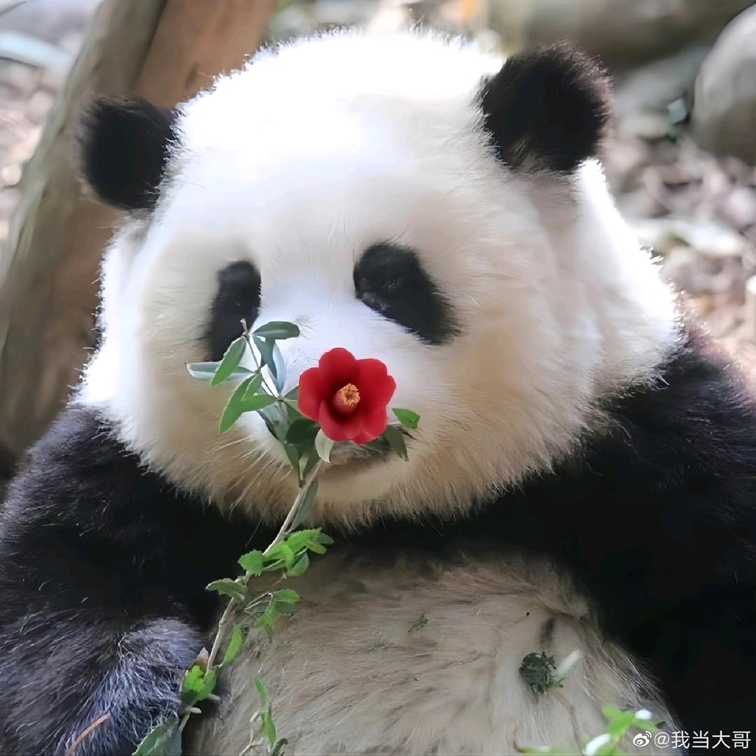 荼荼不秃