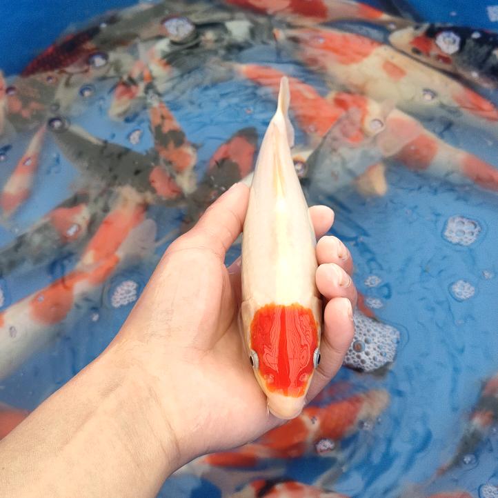 天海蓝锦鲤