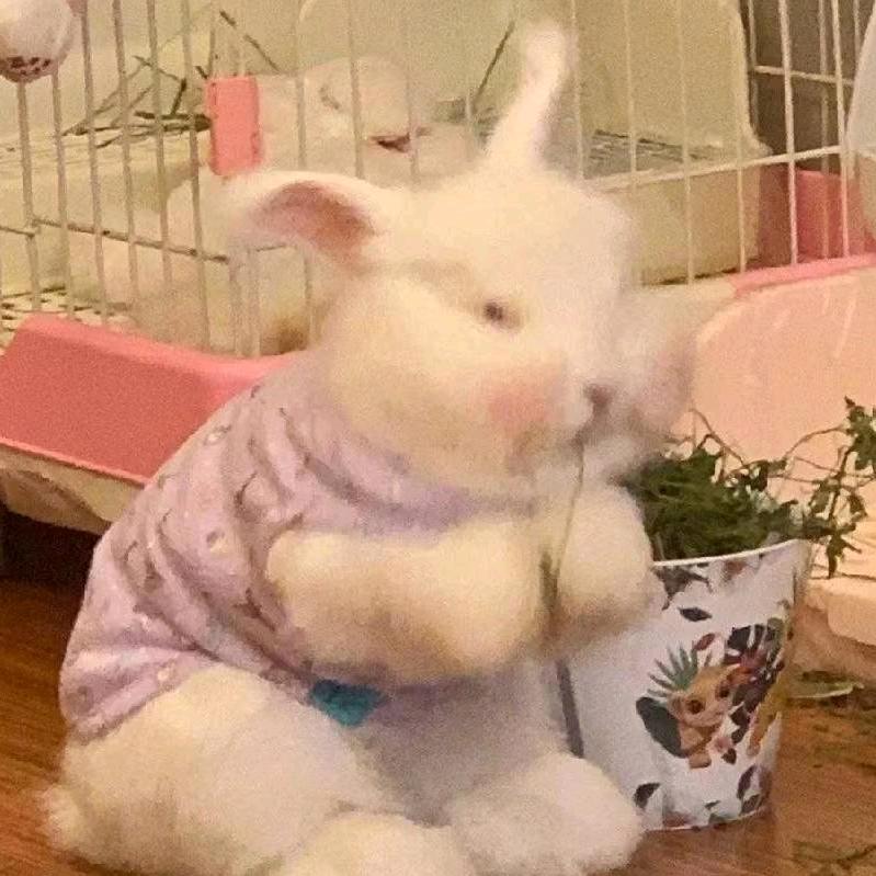 燕子，王者归来😊