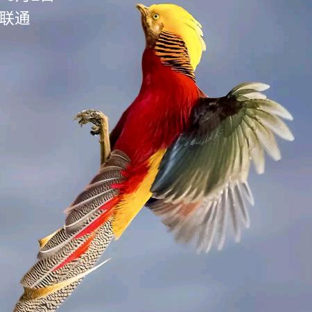 朋友