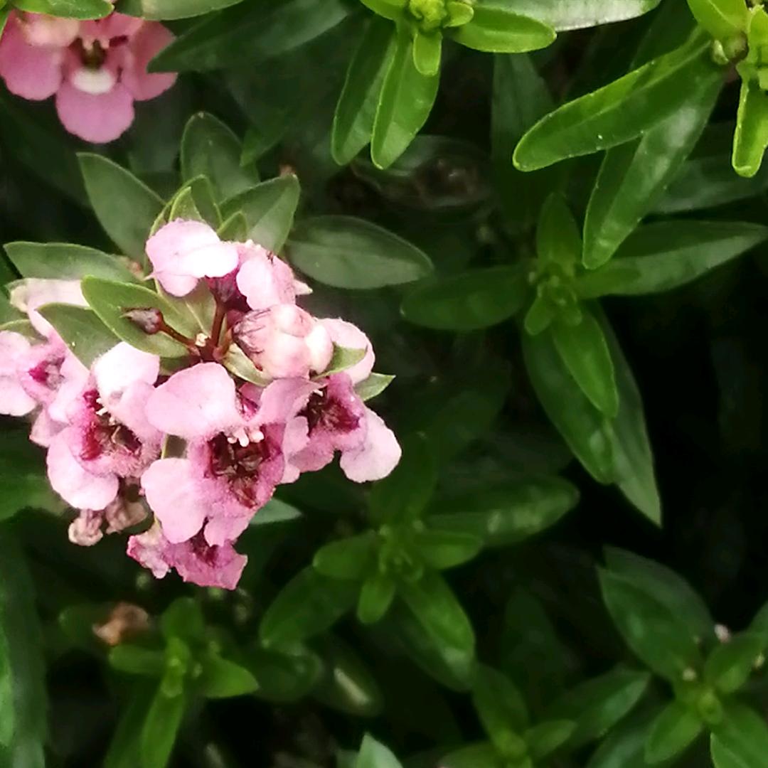 蓝芯