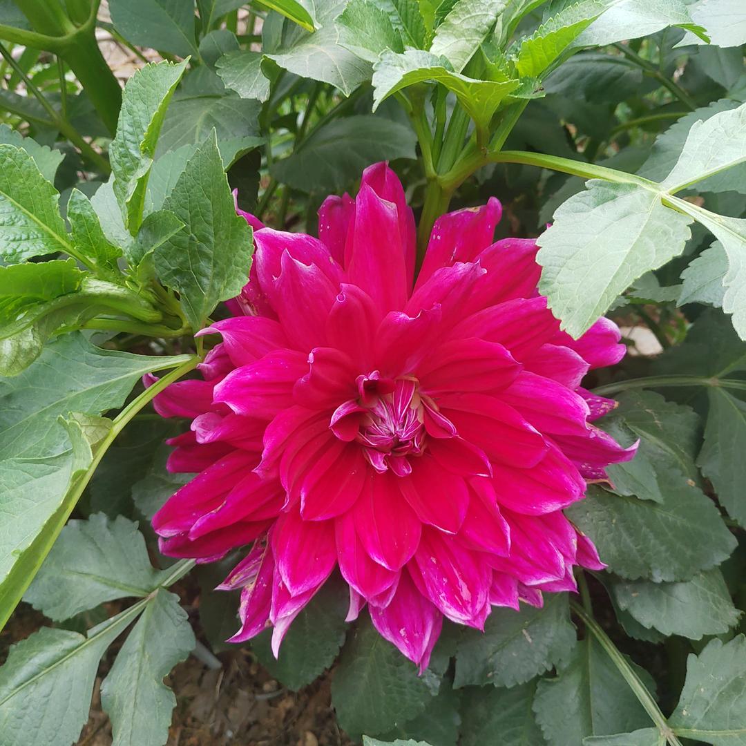 一往情深