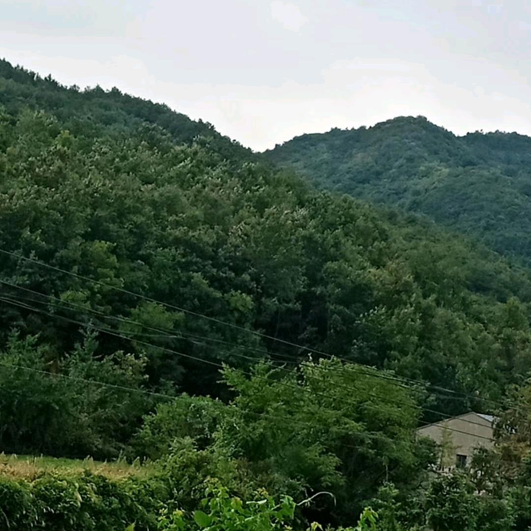 王传祖