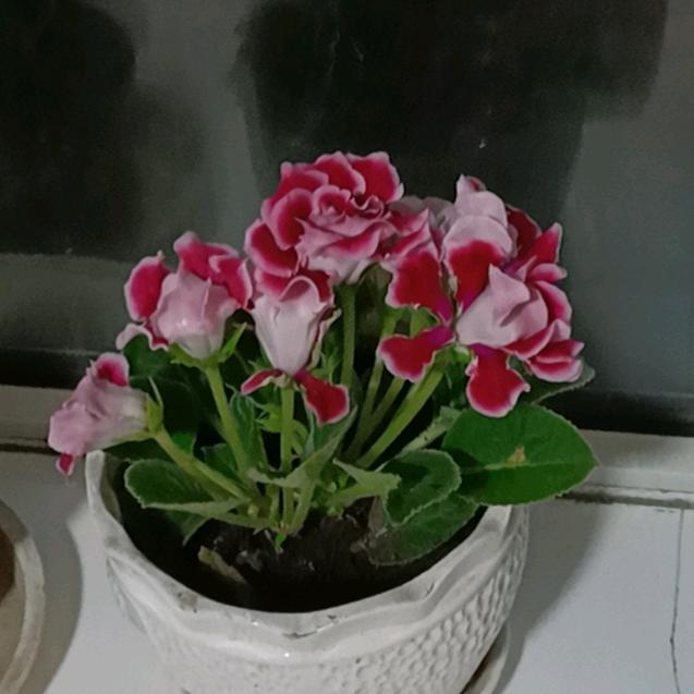 开心少爷叉车货车司机