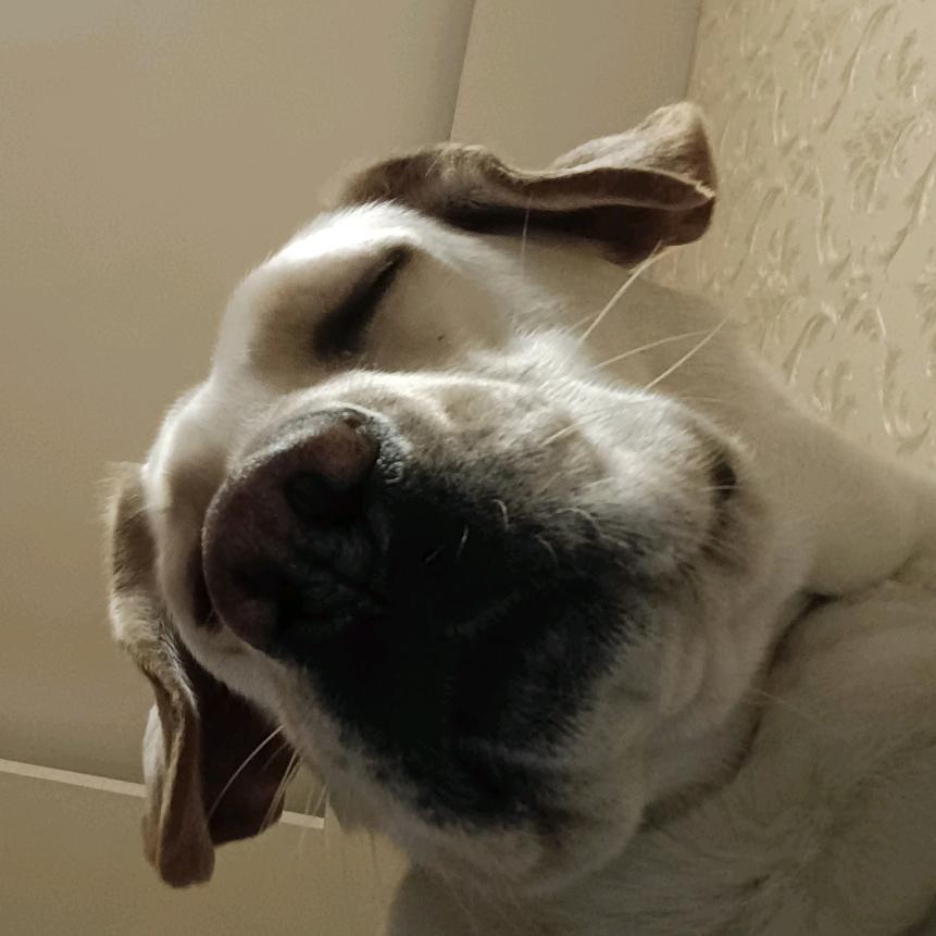 毛毛