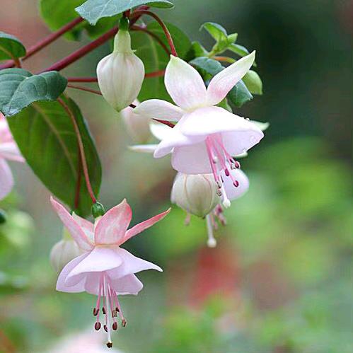 明天会更好 🏌