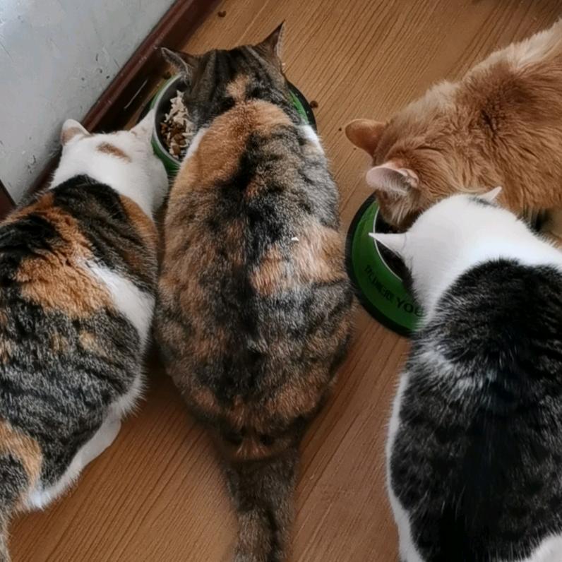 握爪哈尔滨爱之愿流浪猫猫舍