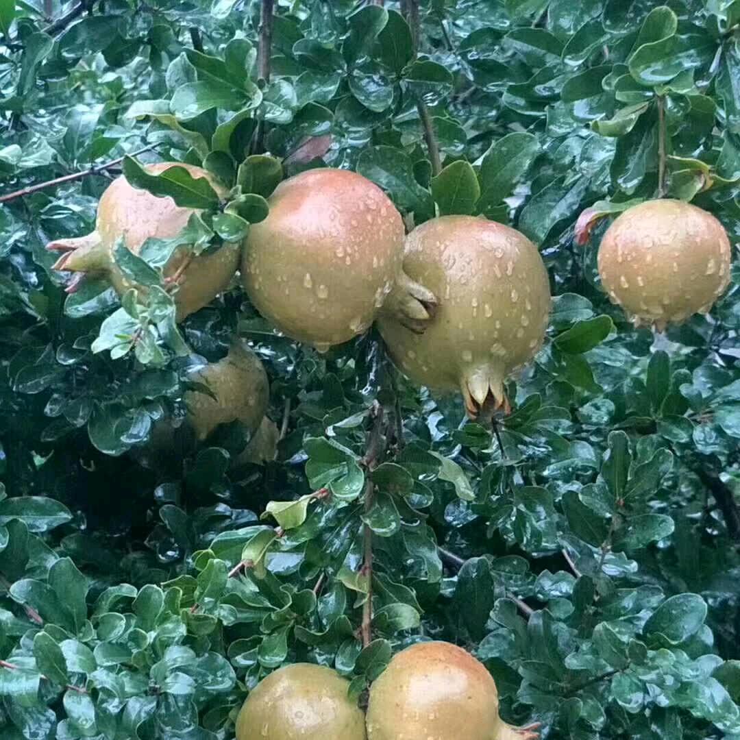 啃了一口的西瓜🍉