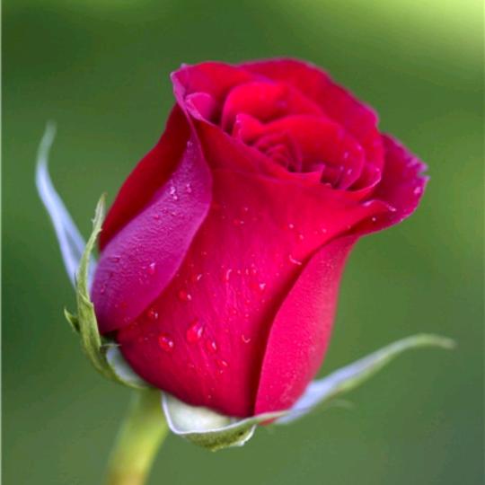 红玫瑰🌹