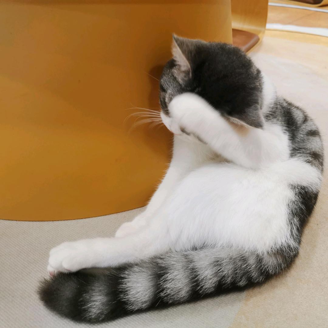 爱吃蛋糕🍰的小猪猪头像