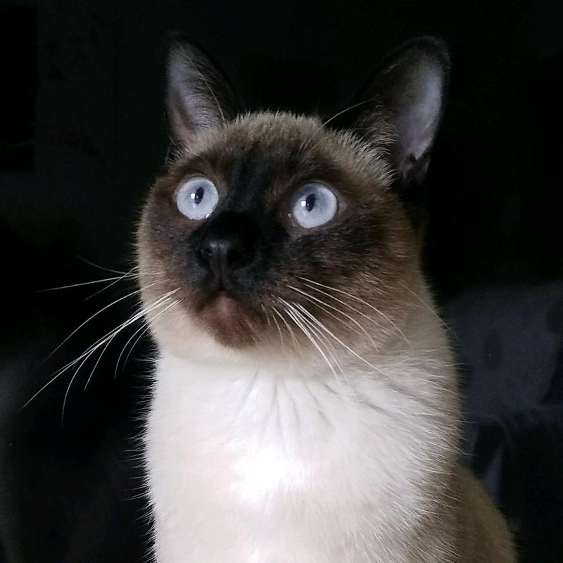 蜜 糖🐾