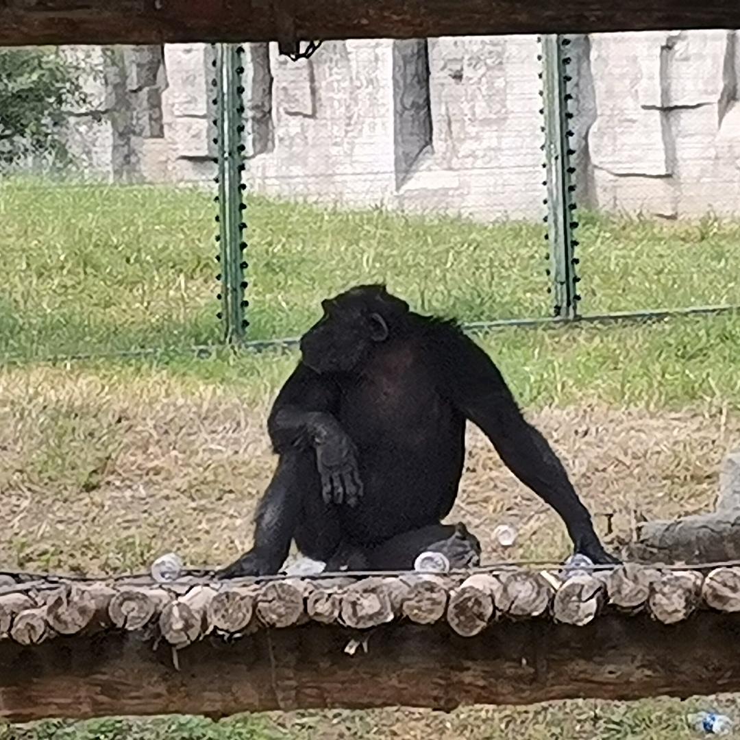 远小