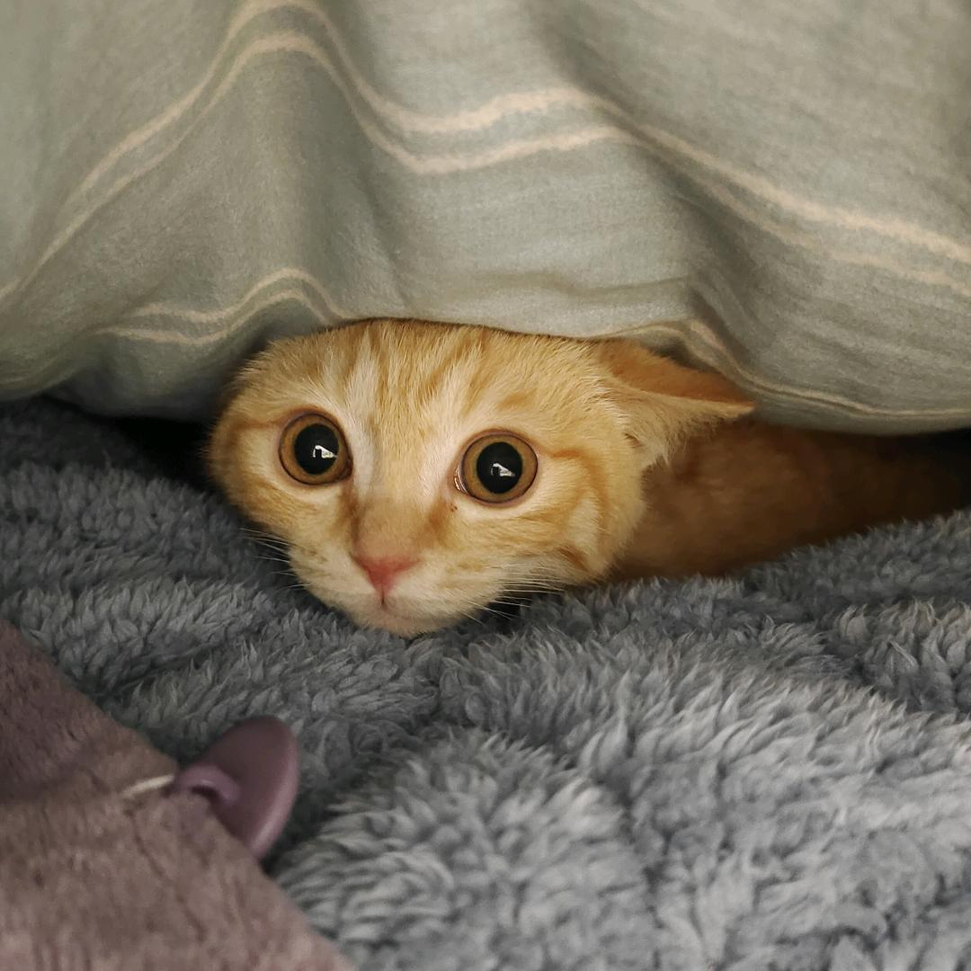 噢尼桑
