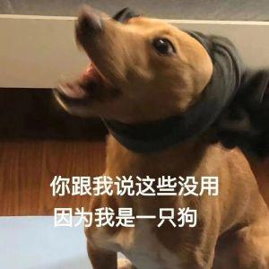 姩姩有狗