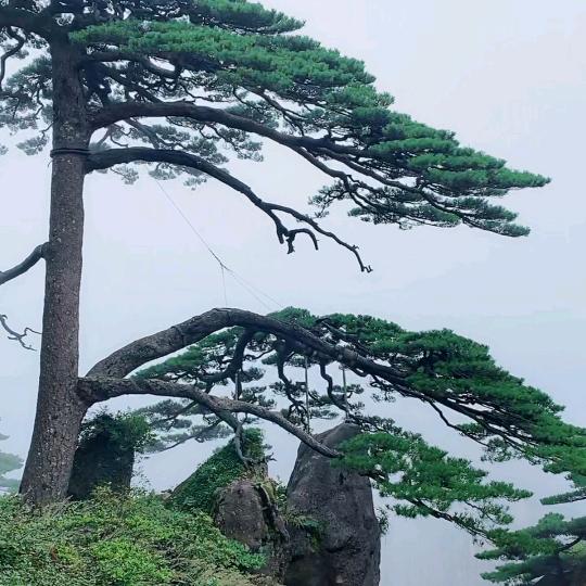 倾晨