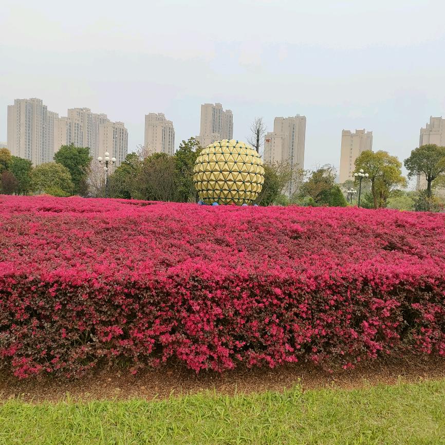 蔡哥