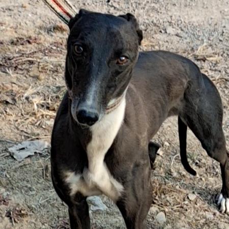 爱养猎兔犬的燕姐