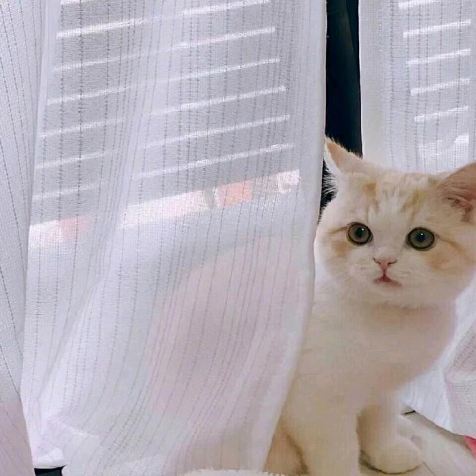 婉妹儿