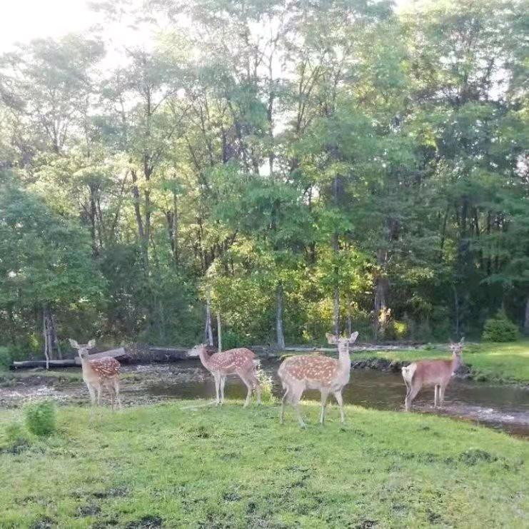 北大荒（原生态）鹿业
