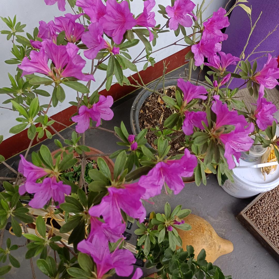 好运莲莲。