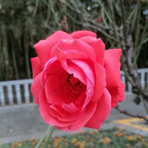 环保绿色家园我向往的天堂