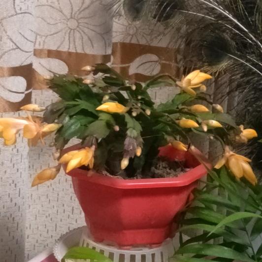 水仙花