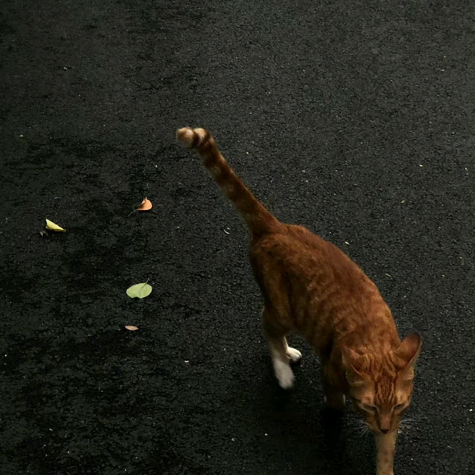 叶.