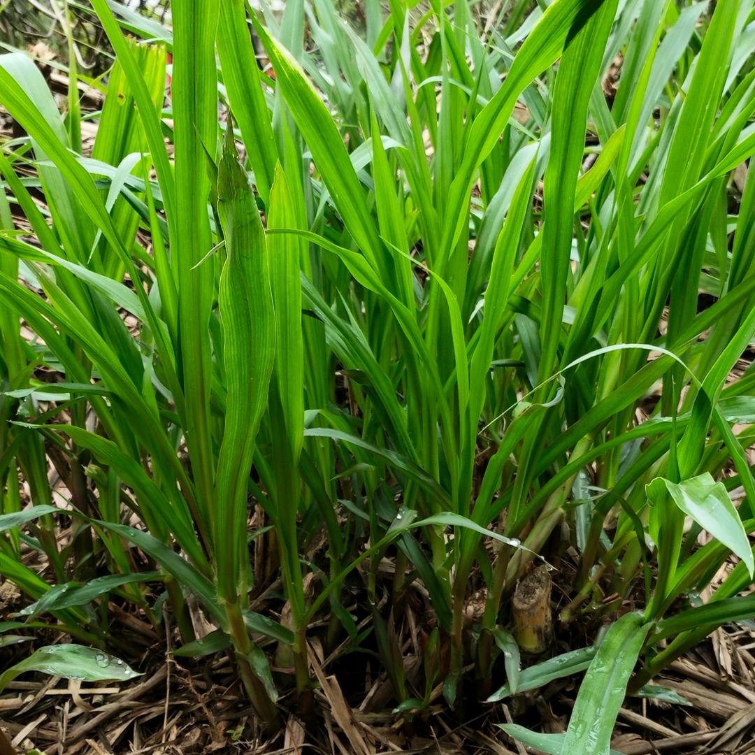 牧草小海经营部