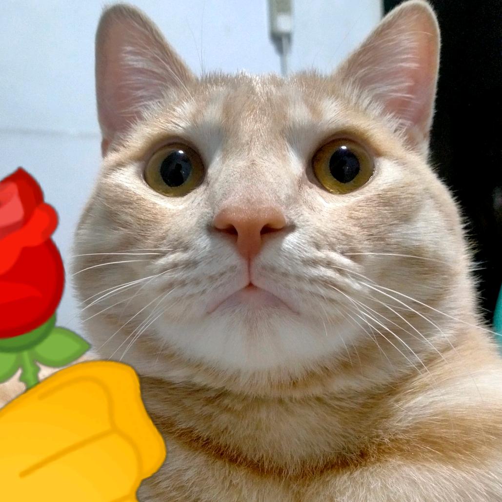 🌈芝士哥哥