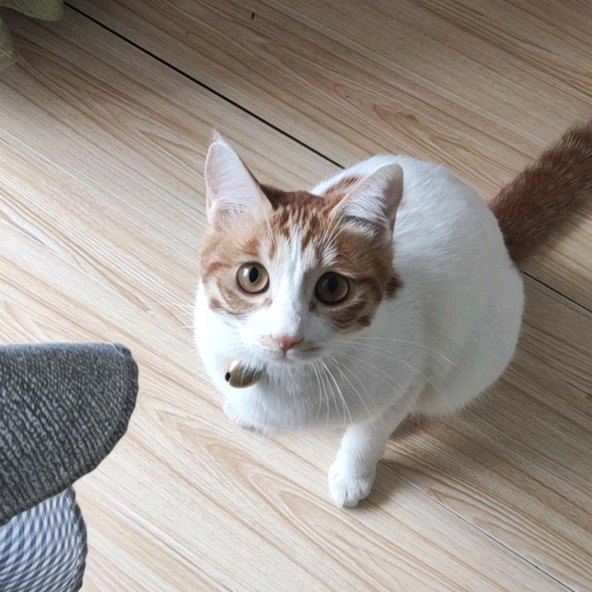 新旭