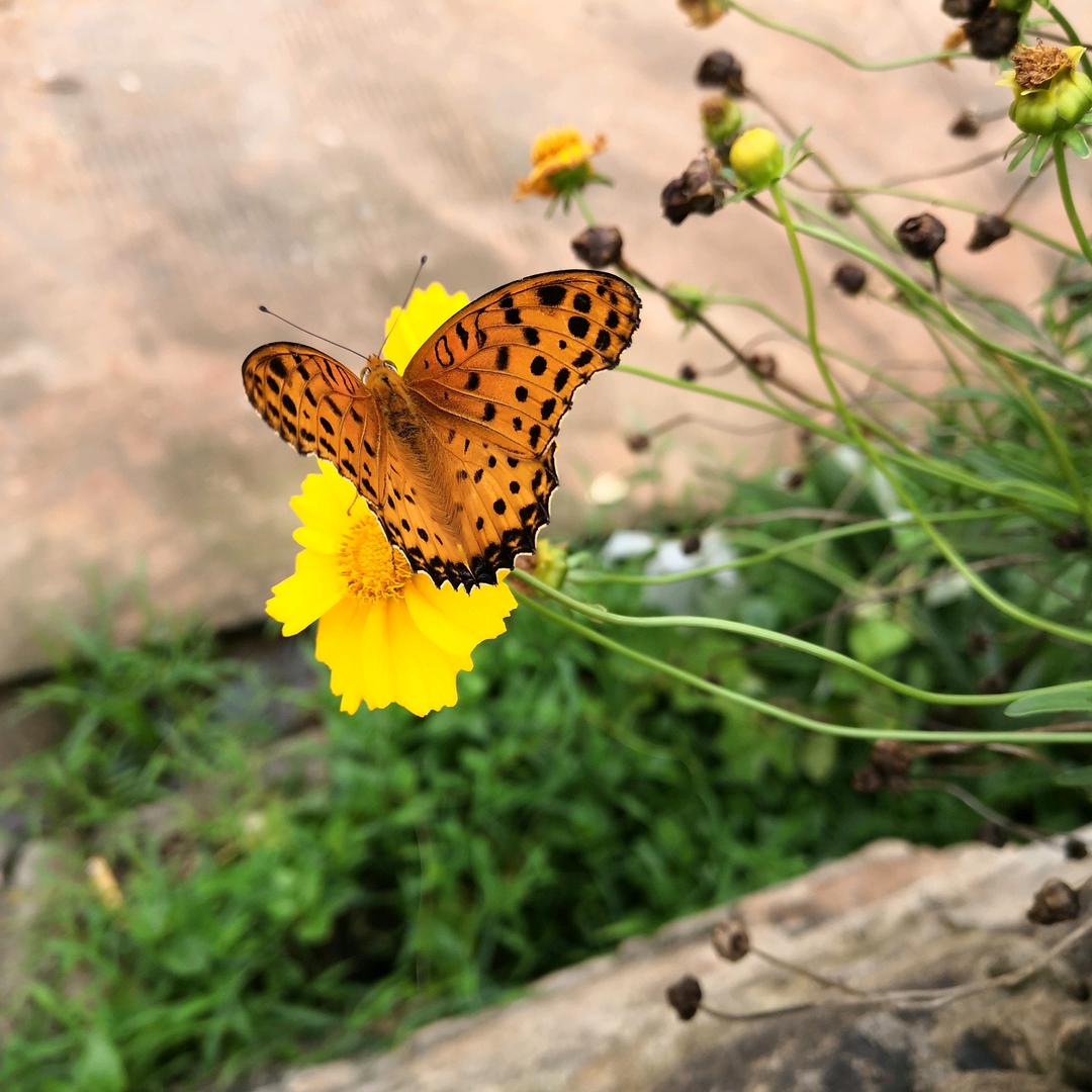 🦋🎀🌺