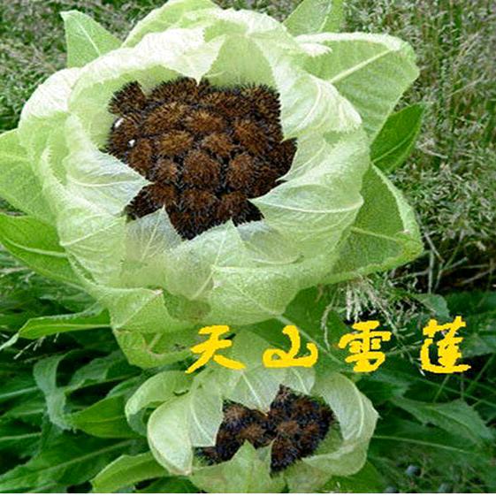 冰雪玉洁【拒私聊】