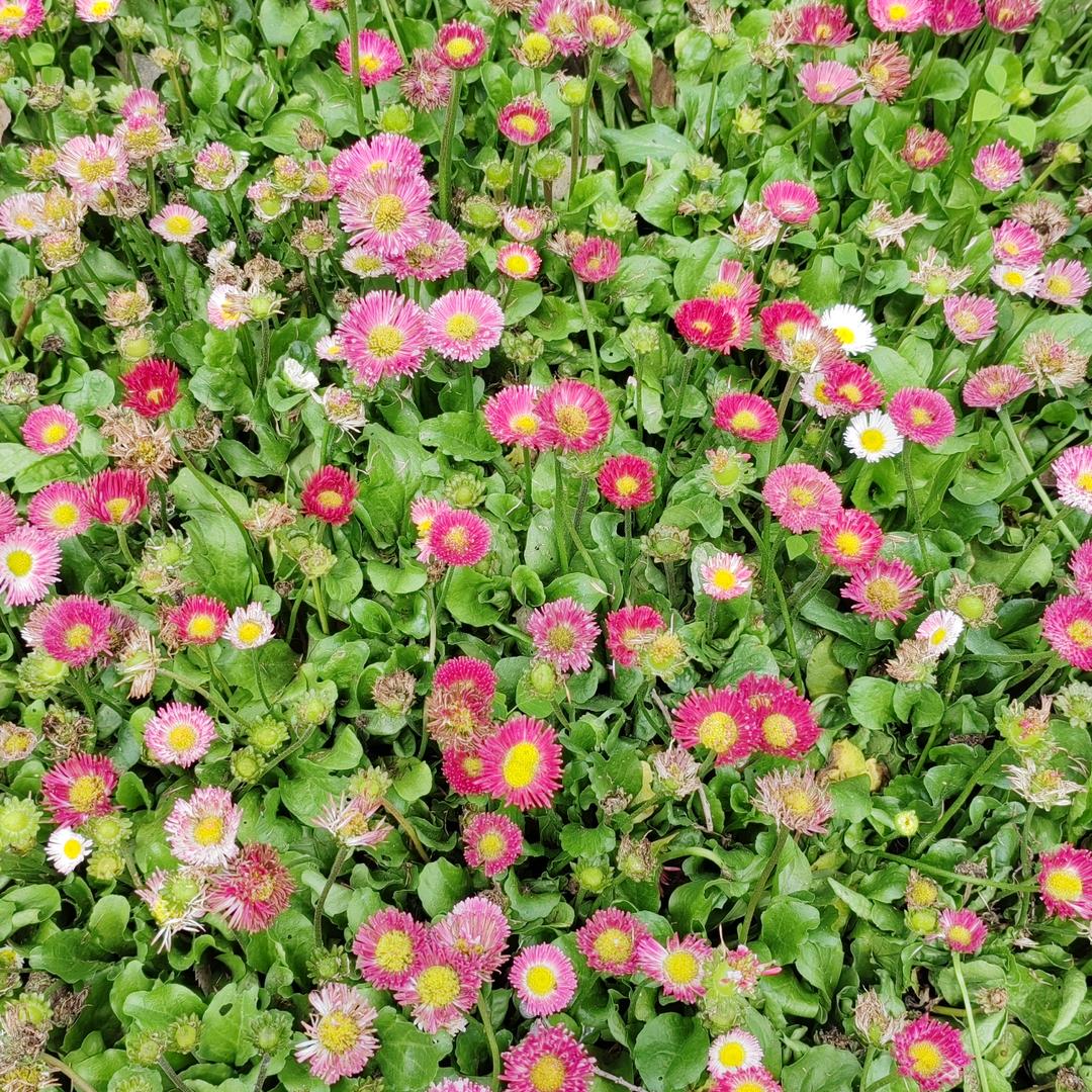 花芊落